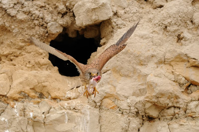  Kestrel Common
