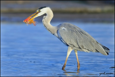 Grey Heron