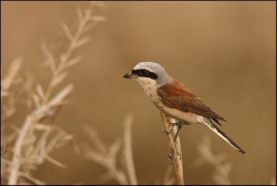 Red-backed Shrike