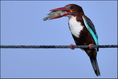 White-throated Kingfisher