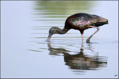 Glossy Ibis