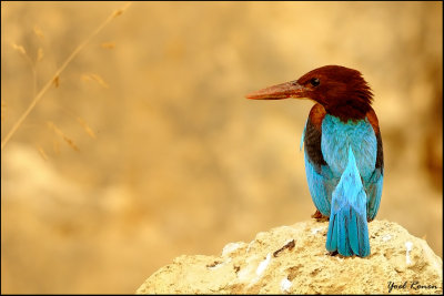 White-throated Kingfisher