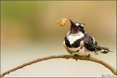 Pied Kingfisher