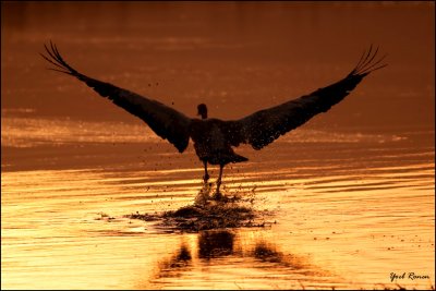 Common Crane