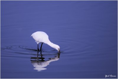 Eurasian Spoonbill