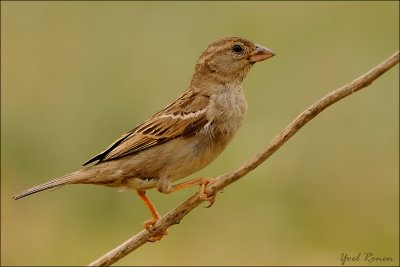 House Sparrow