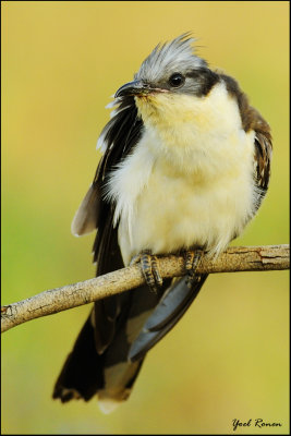 Common Cuckoo