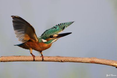 Common Kingfisher
