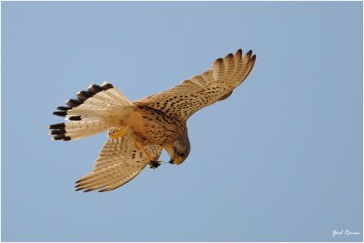  Kestrel Common