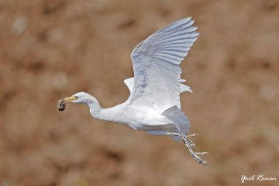 Cattle egret