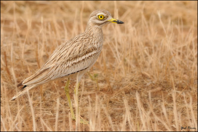 Stone-curlew