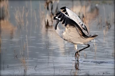 Common Crane