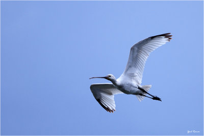 Eurasian Spoonbill