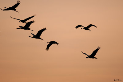 Common Crane