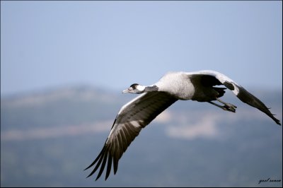 Common Crane