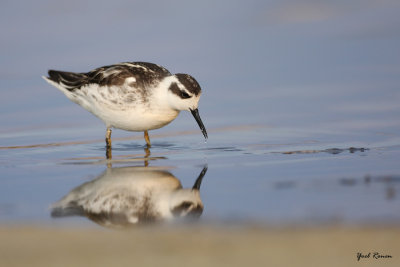 Red-necked Phalarope