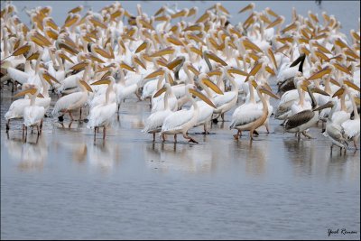 pelicans