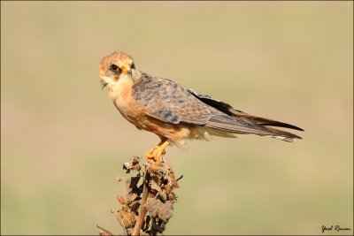 red_footed_falcon_