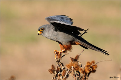 red_footed_falcon_