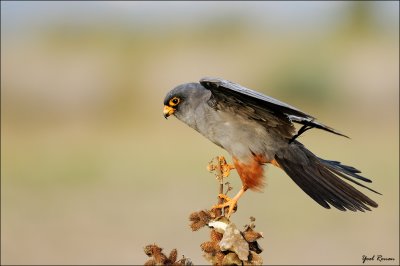 red_footed_falcon_