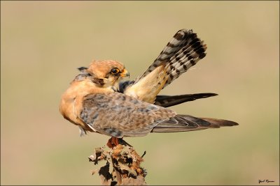 red_footed_falcon_