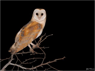 Barn Owl