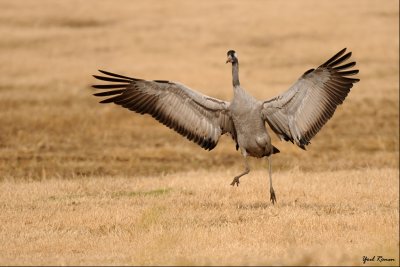 common_crane_