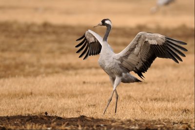common_crane_