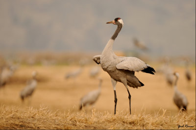 common_crane_