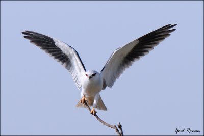 Black-winged Kite