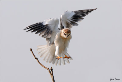 Black-winged Kite