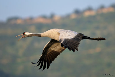 common_crane_
