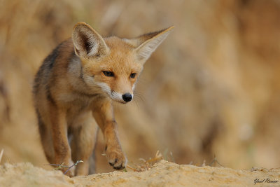 fox