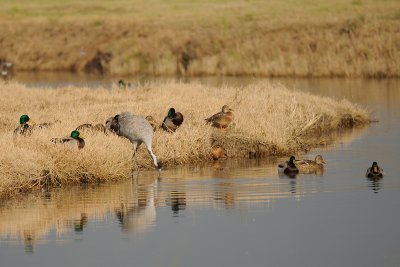 DSC_3721pb.jpg