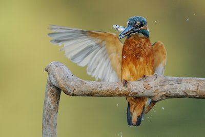 common_kingfisher