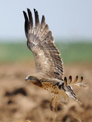 short-toed eagle