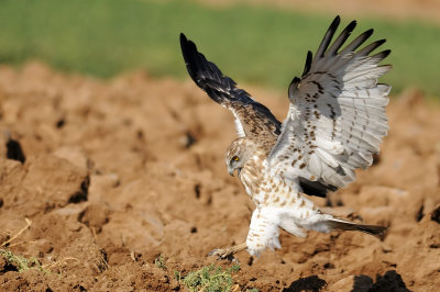 short-toed eagle