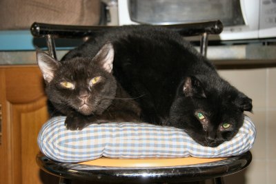 Sanctuary Cats