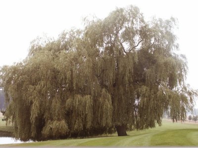 Wide Willow