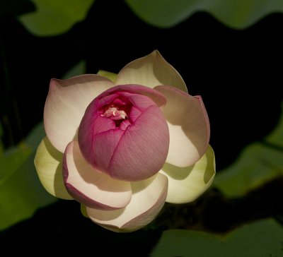 Lotus Blossom Original