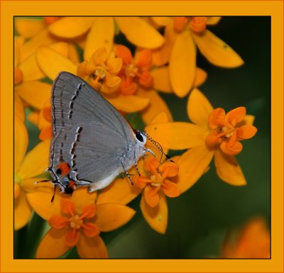 GrayHairstreak Version 1