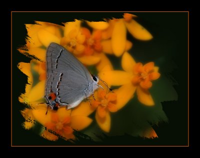 GrayHairstreak Version 2