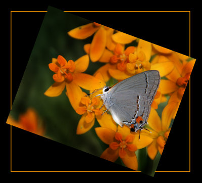 GrayHairstreak Version 3