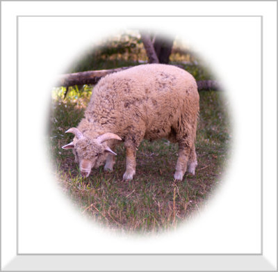 Sheep Version 2