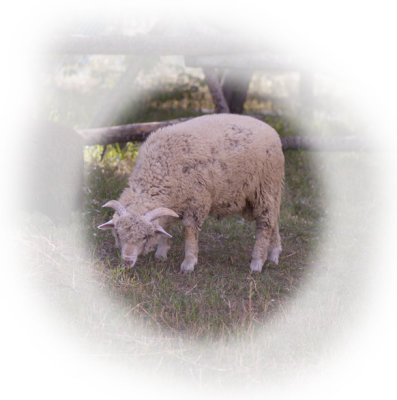 Sheep Version 3