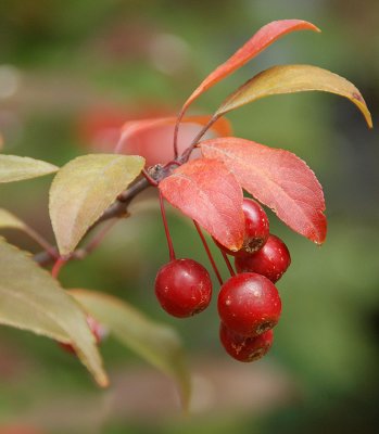 Crabapple Original