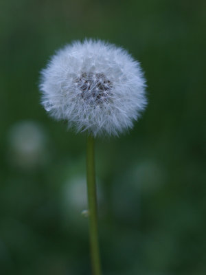 Dandelion Original