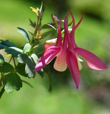 Pink Columbine Original