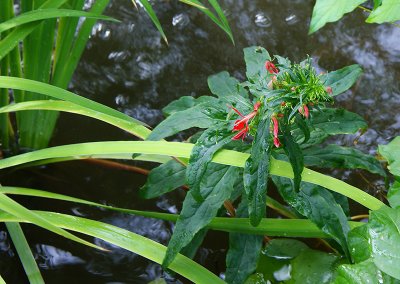 Cardinal Flower Original