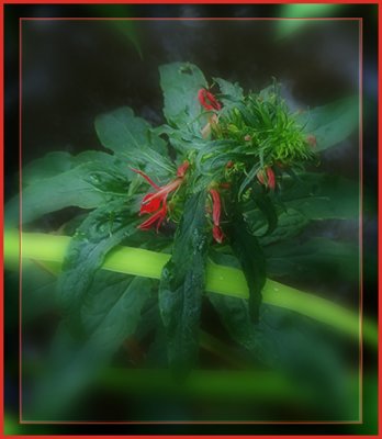 Cardinal Flower Version 1